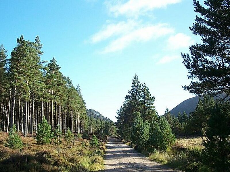 Glenmore Forest Park