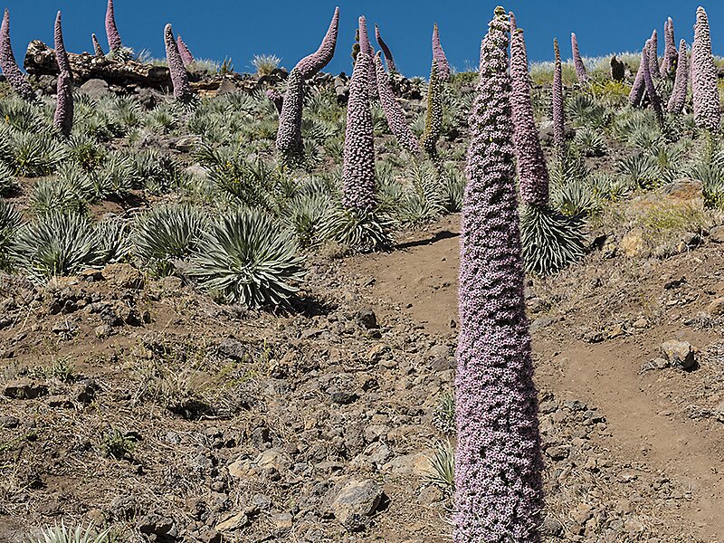 Roque de los Muchachos