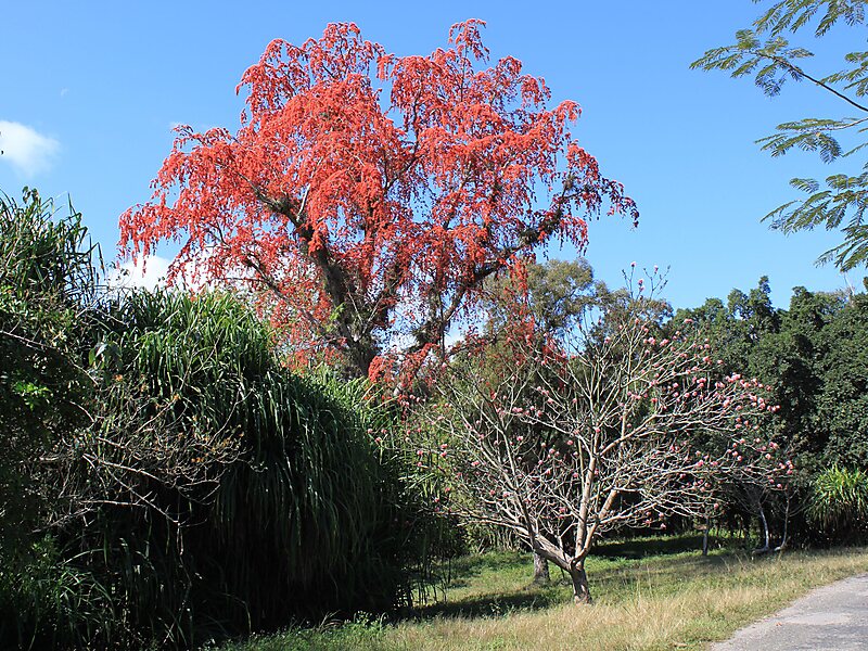 Cienfuego's Botanical Gardens