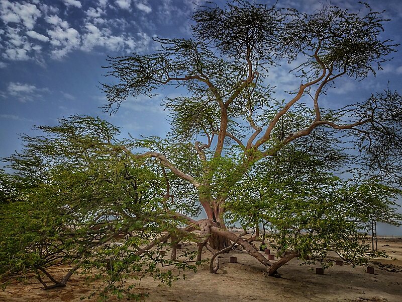 Árbol de la vida (Baréin) - Wikipedia, la enciclopedia libre