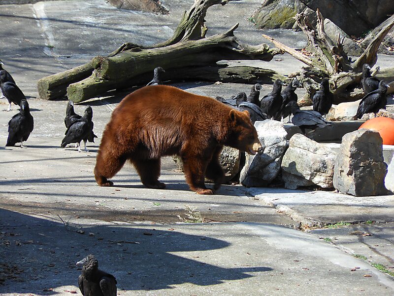 Bear Mountain State Park in North America | Tripomatic