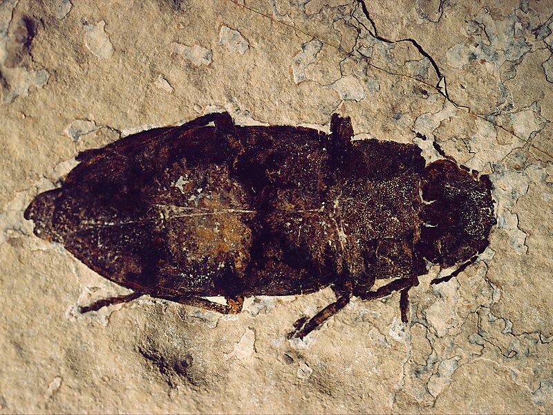 Fossil Butte National Monument Visitor Center