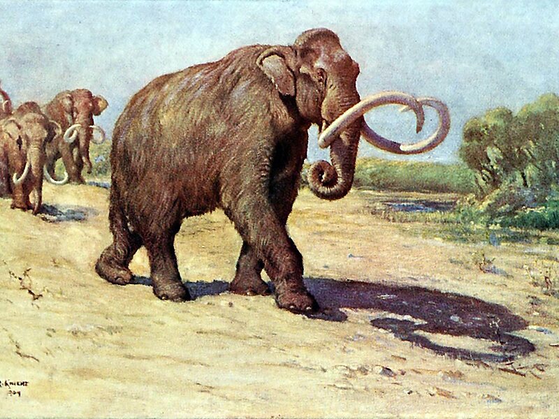 Waco Mammoth National Monument in Waco, Texas | Tripomatic