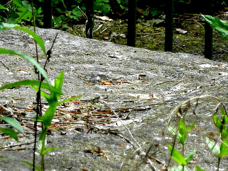 Manor House Art Gallery and Museum