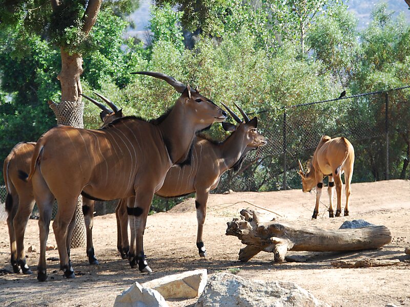 Op maat Hong Kong semester San Diego Zoo Safari Park in San Diego, Verenigde Staten van Amerika |  Sygic Travel