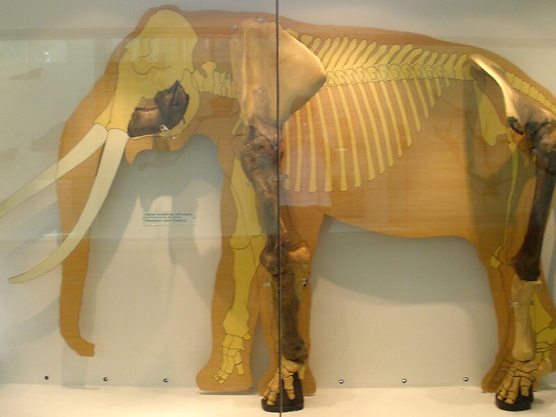 Museo di Storia Naturale