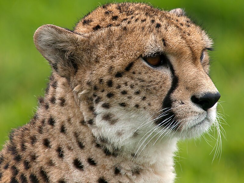 Guepard In Le Vigen France Sygic Travel