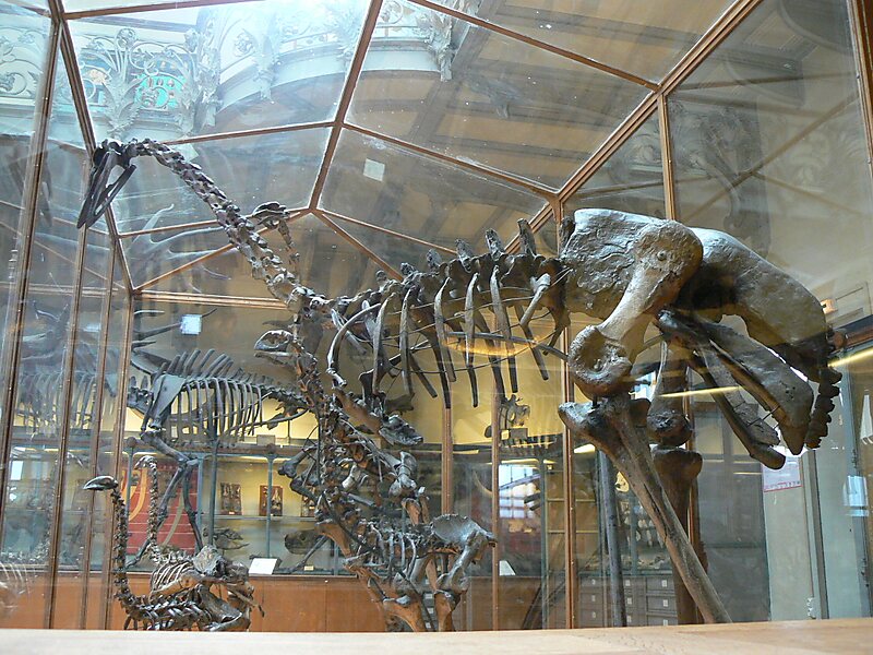 Gallery of Paleontology and Comparative Anatomy