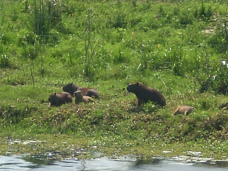 Taim Ecological Station