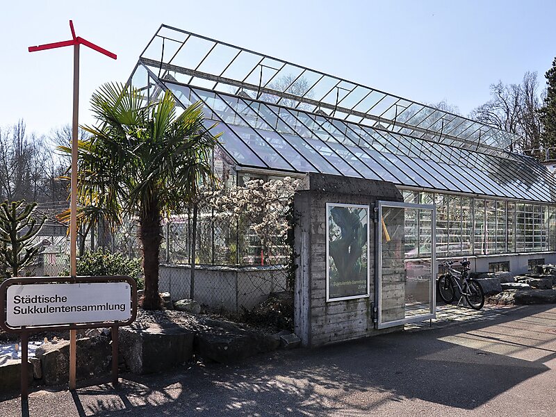 Succulent Collection