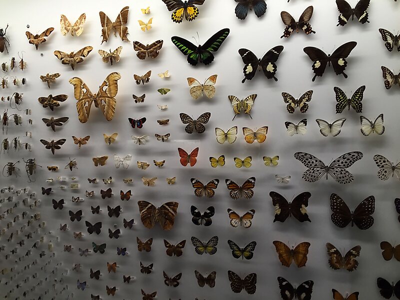 Lee Kong Chian Natural History Museum