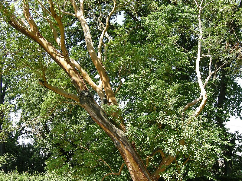 Villa Medici at Careggi