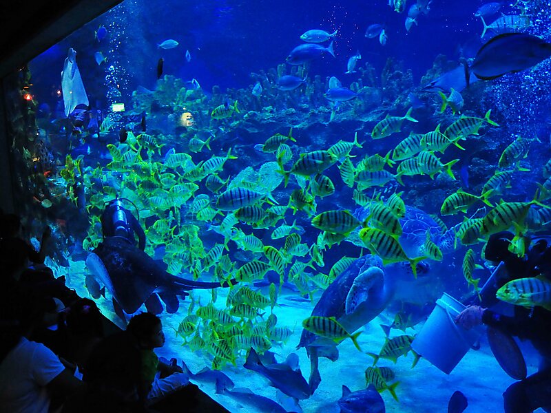 Aquaria Klcc Em Kuala Lumpur Malásia Sygic Travel