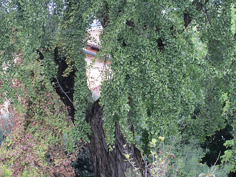 Botanischer Garten Padua In Padua Italien Sygic Travel