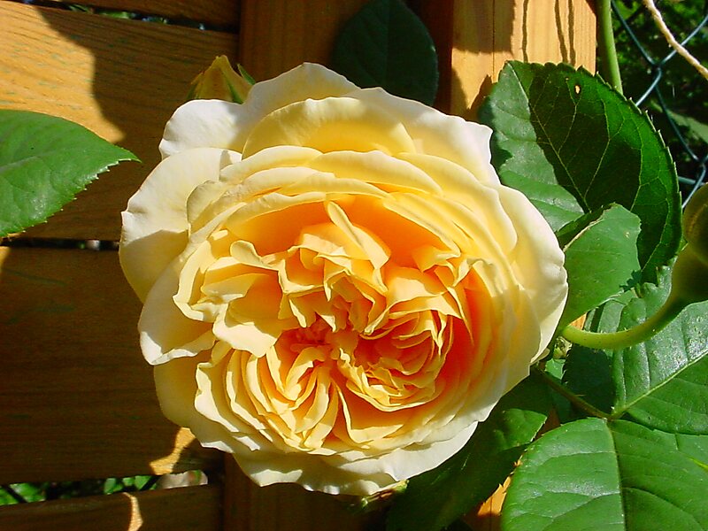 Niso Fumagalli Rose Garden