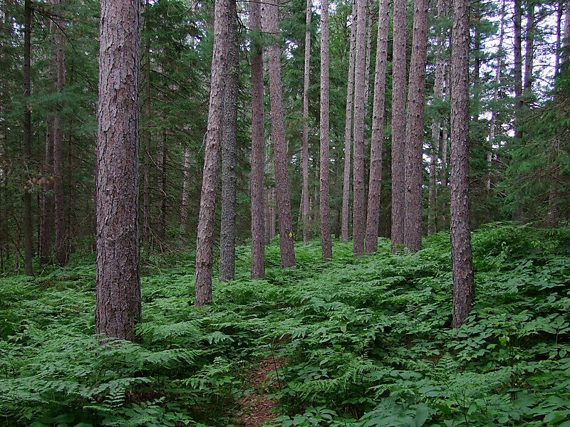 Parc provincial Petroglyphs