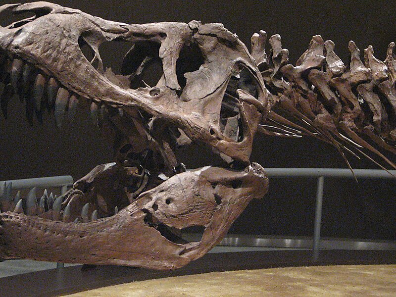 Jurassic Museum of Asturias