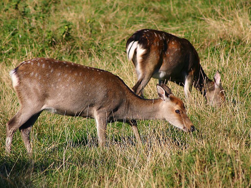 Sika Deer