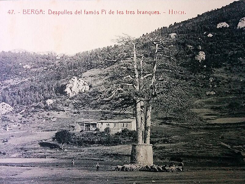 Pi de les Tres Branques