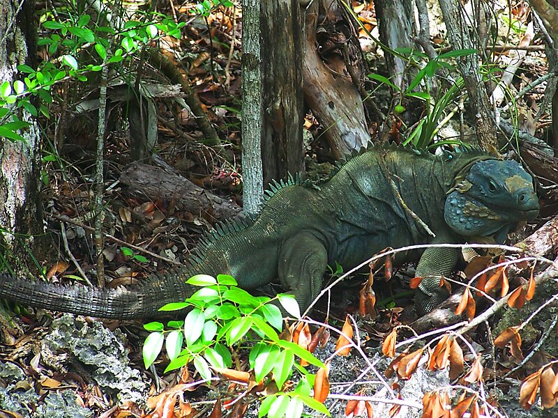 Queen Elizabeth II Botanic Park