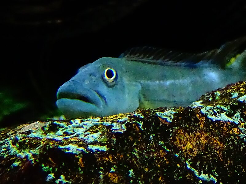 Aquário Tropical do Palácio de la Porte Dorée