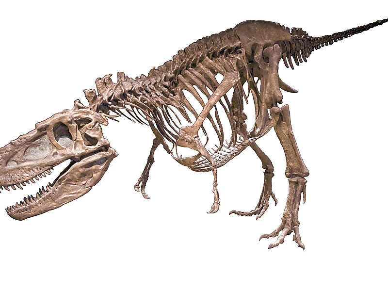 Tyrannosaurus