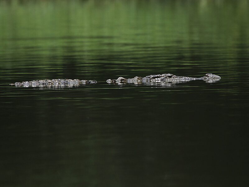 Crocodile