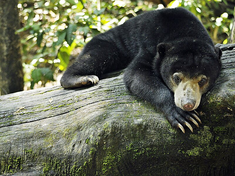 Bornean Sun Bear Conservation Centre