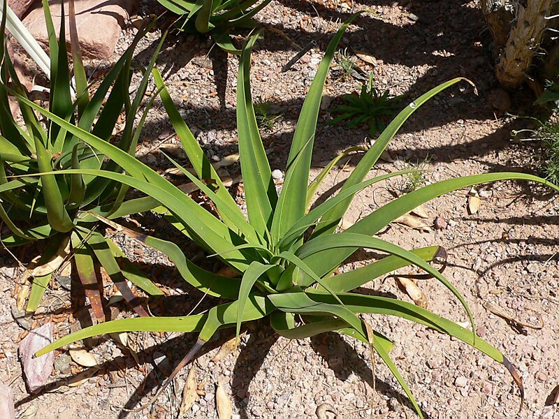 Las Vegas Springs Preserve