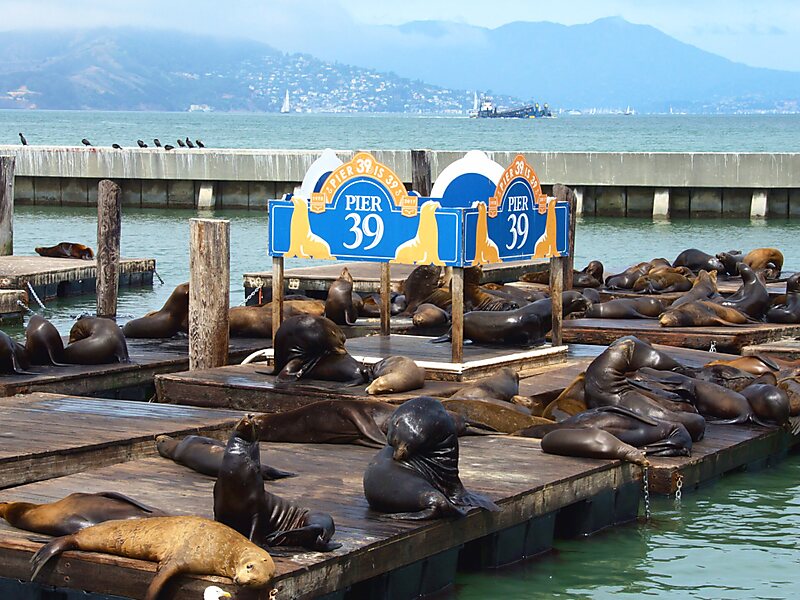 Sea lions at Pier 39 in San Francisco, Stock image