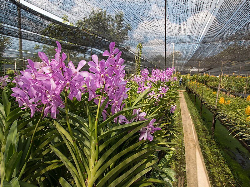 Niyom Orchid Farm in Taling Chan District, Bangkok, Thailand Sygic Travel