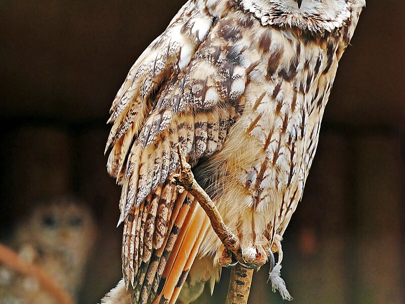 Wildpark Lüneburger Heide