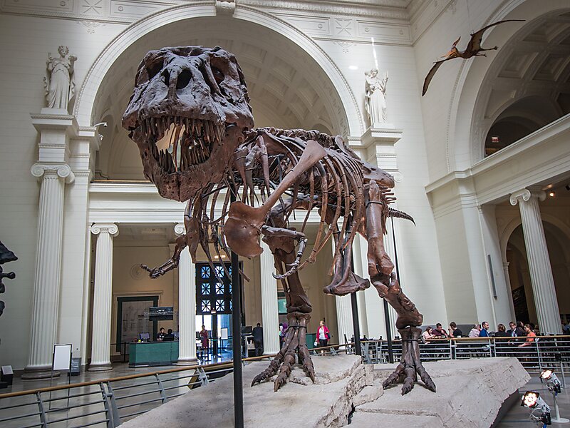 Field Museum in Chicago, USA | Sygic Travel