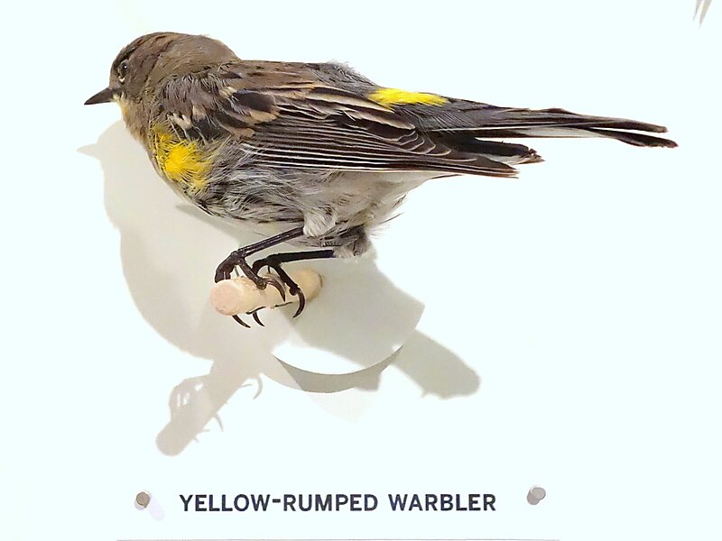 Oakland Museum of California