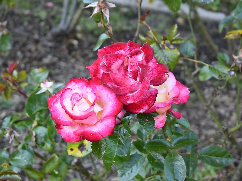 Gardens In Golden Gate Park Roses Redwoods Shakespeare