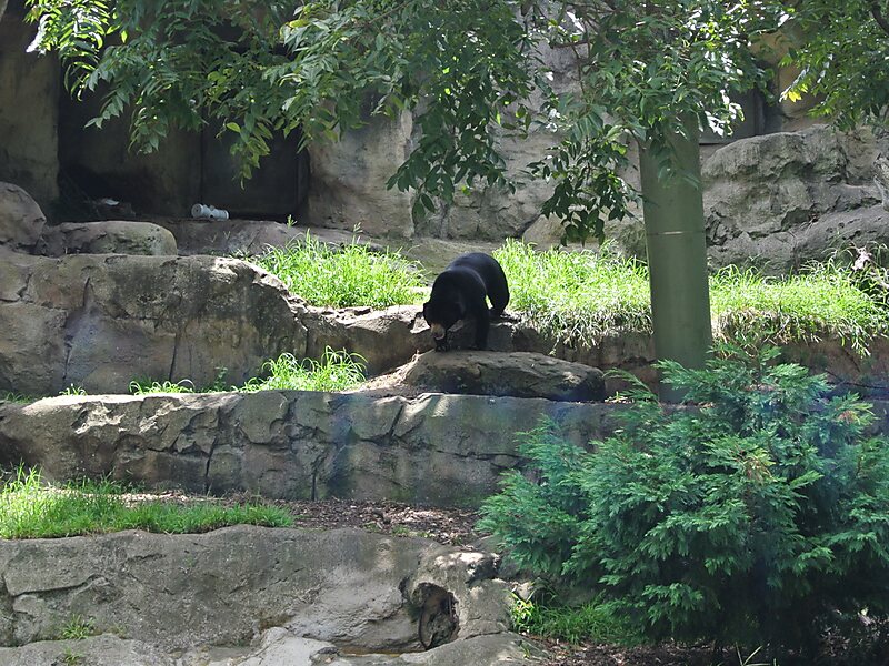 Sun Bear