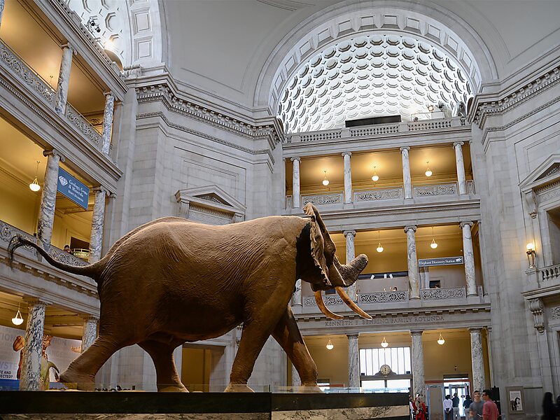 华盛顿自然历史博物馆图片