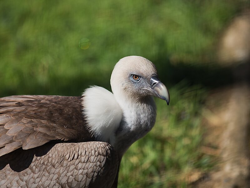 Paris Zoological Park