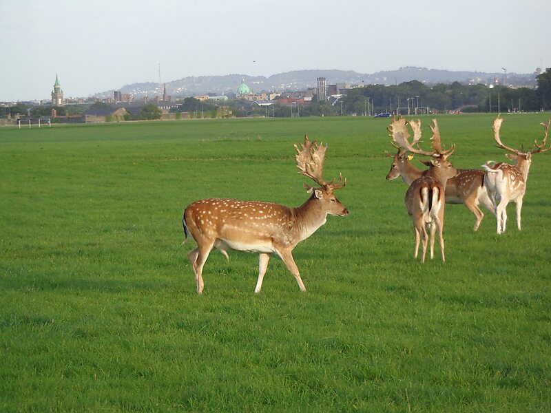 phoenix park dublin