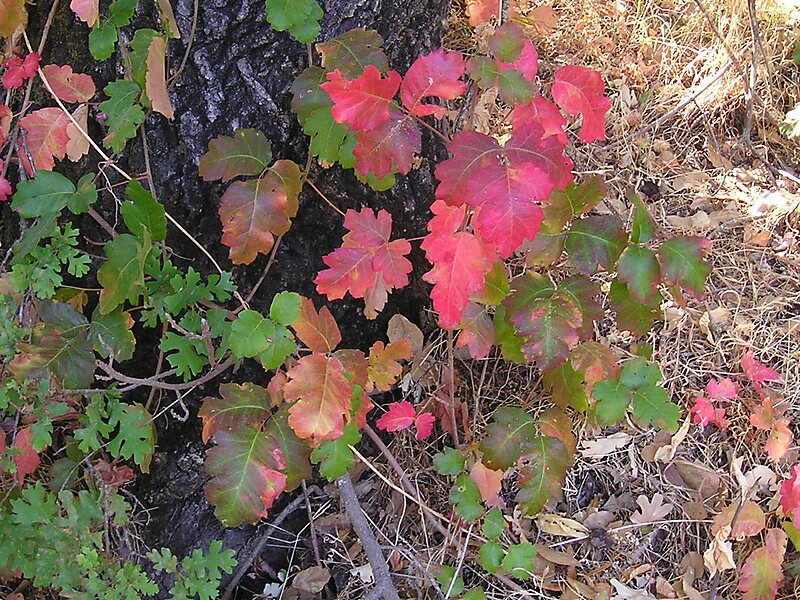New Almaden Mining Museum
