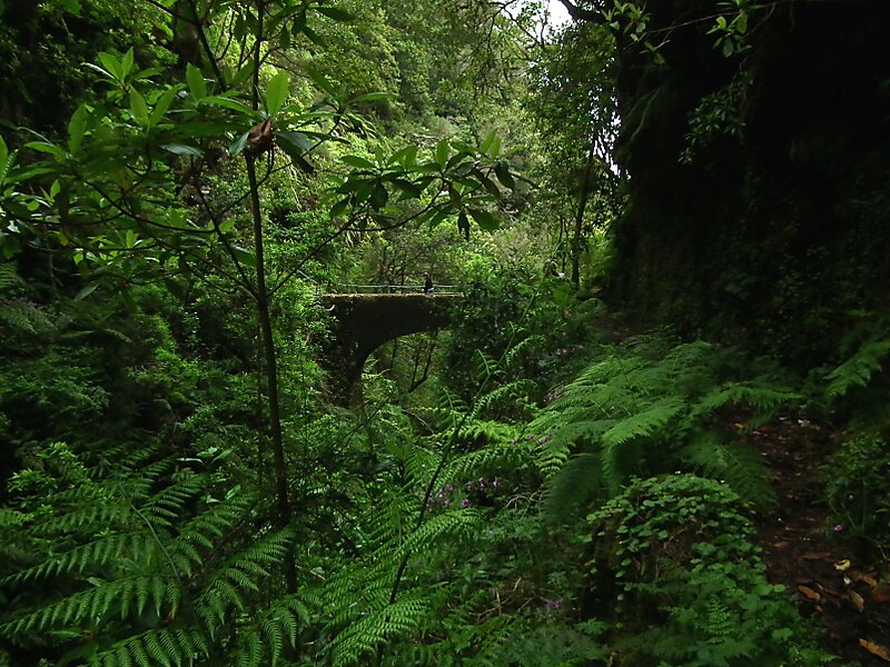 Laurel Forest in Madeira, Portugal | Sygic Travel