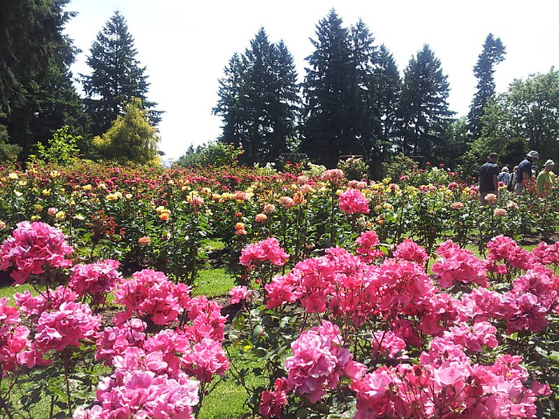 International Rose Test Garden In Portland Oregon United States
