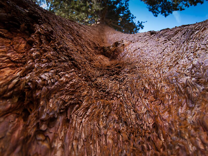 Národní park Sequoia