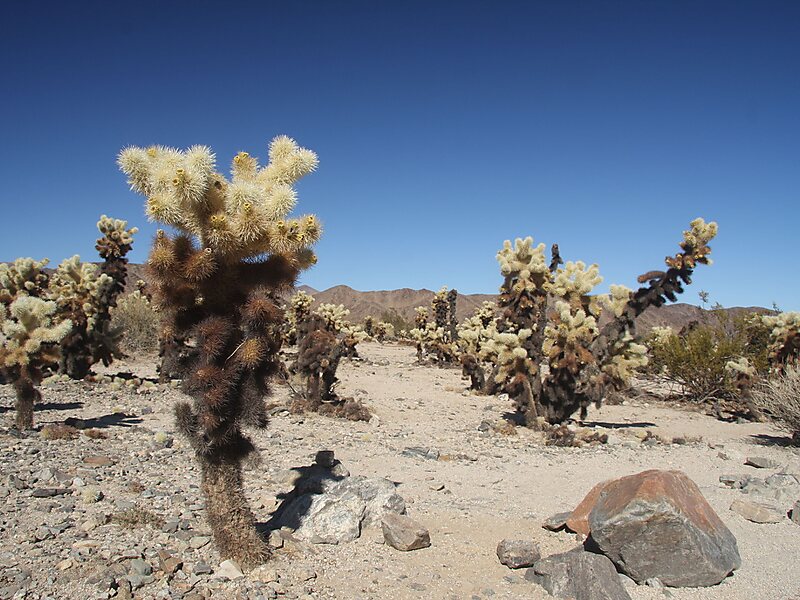 Joshua Tree National Park