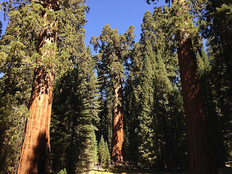 Strom generála Shermana