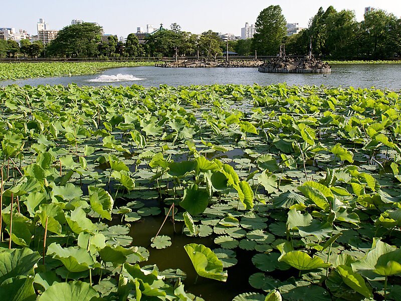 Shinobazu Pond