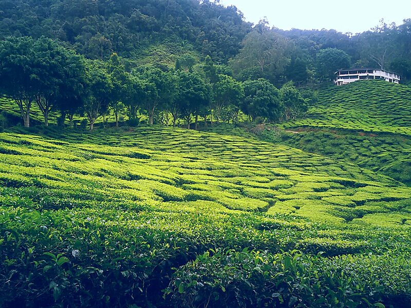 Cameron Highlands