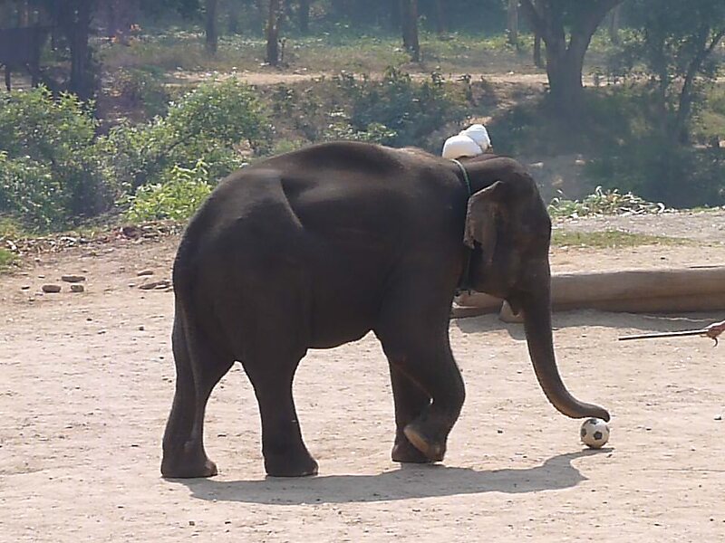 Maesa Elephant Camp