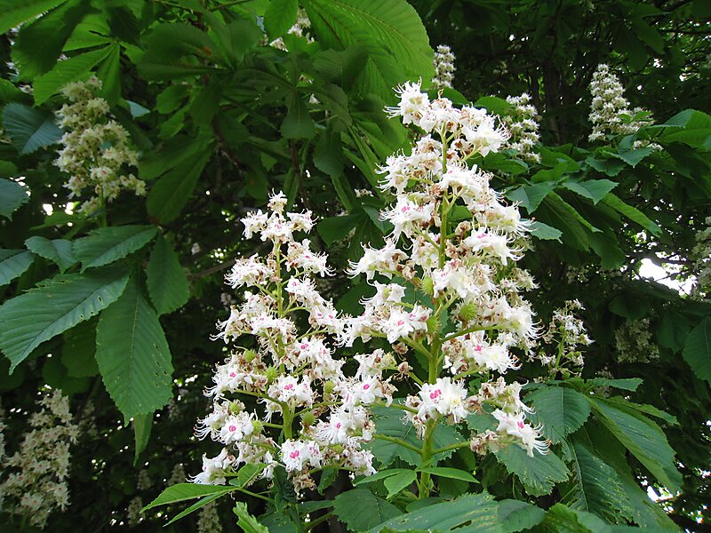 Aesculus hippocastanum