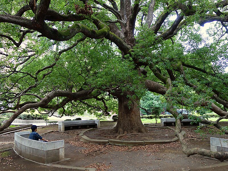 University of Tokyo (Hongo Campus)